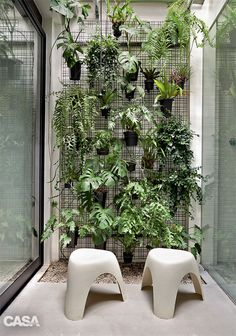 two white chairs sitting in front of a wall filled with plants