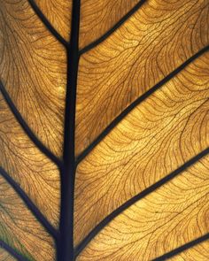 the underside of a tree's leaf is shown