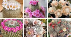 several different types of cactus plants with flowers in their heads and on the top one