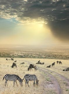 zebras and wildebeests graze in an open field under a cloudy sky