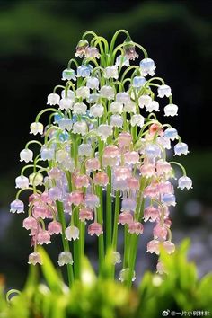 some white and pink flowers with green stems