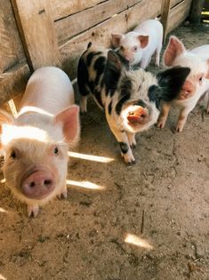 Porco, fazenda, fofura Foto Cowgirl, Baby Farm Animals, Future Farms, Farm Lifestyle, Baby Pigs, Pretty Animals, Hobby Farms, Cute Wild Animals, Cute Animal Photos