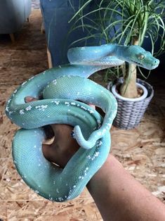 a hand holding a blue snake in front of a potted plant with white speckles