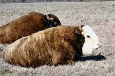 two brown and white cows laying on top of a dry grass field