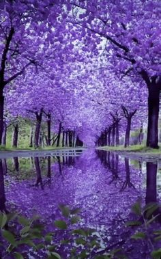 the trees are blooming and reflecting in the water, with purple flowers on them