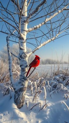 a red bird sitting on top of a tree in the middle of snow covered ground