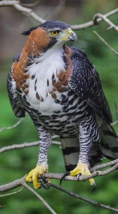 a hawk perched on top of a tree branch