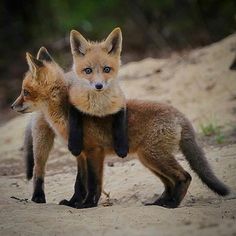 two foxes are standing on their hind legs