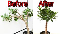 the before and after of a bonsai tree