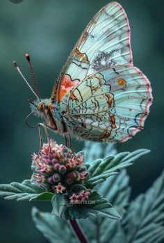 a butterfly sitting on top of a flower