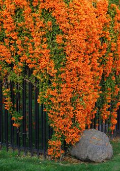 an orange flowered tree next to a black fence with rocks in the foreground