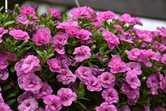 purple flowers are growing in a pot outside