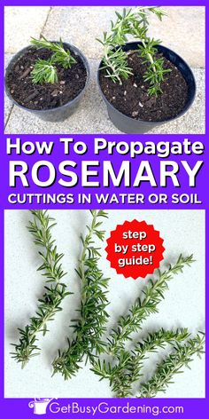 5 sprigs of rosemary on a counter under a photo of 2 potted rosemary plants in soil Rosemary Growing, Rosemary Cuttings, How To Propagate Rosemary, Herbs For Beginners, Dyi Garden, Propagate Rosemary, Rosemary Plants, Growing Rosemary, Types Of Herbs