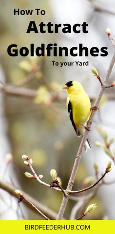 a yellow bird sitting on top of a tree branch with the words how to attract goldfinches to your yard