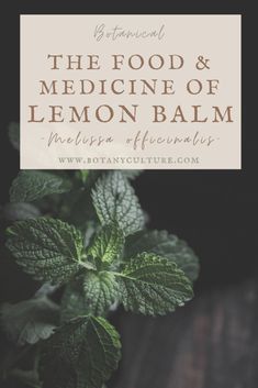 the food and medicine of lemon balm