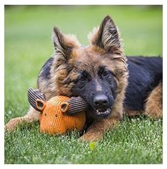 a dog laying in the grass with a stuffed animal