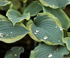 green leaves with drops of water on them