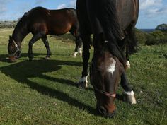 two horses are grazing in the grass on a sunny day