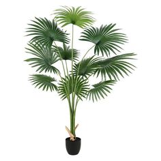 a potted plant with green leaves in it's black container on a white background