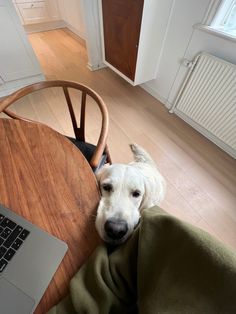 a white dog laying on top of a wooden table next to a laptop computer under a green blanket