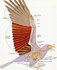 an image of a bird's skeleton and its parts