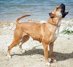 a brown dog standing on top of a sandy beach next to the ocean with its mouth open