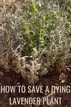 lavender plant growing in the dirt with text overlay how to save a dying lavender plant