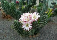 a cactus with pink and white flowers growing out of it's center surrounded by other plants