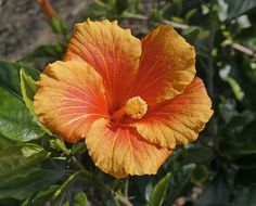 an orange and yellow flower with green leaves