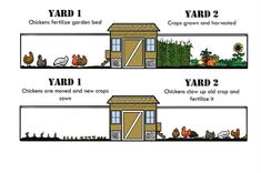 three different types of chickens and their coops in the yard, with text describing how to