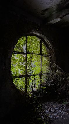 an open window with vines growing out of it