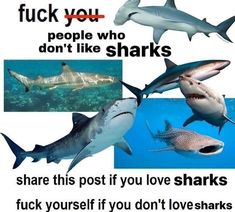 there are many different types of sharks in the ocean with caption that says, if people who don't like sharks share this post if you love sharks