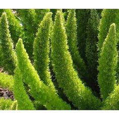 a close up of a plant with green leaves