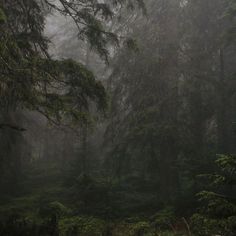 fog in the forest with lots of trees