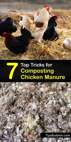 chickens and roosters on the ground with text overlay that reads top tricks for composting chicken manure