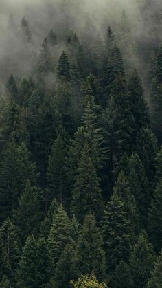 the forest is covered in fog and low lying trees