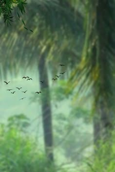 a flock of birds flying over a forest filled with green trees and tall palm trees