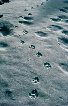 footprints in the snow near some trees