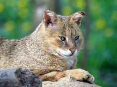 a close up of a cat laying on top of a rock