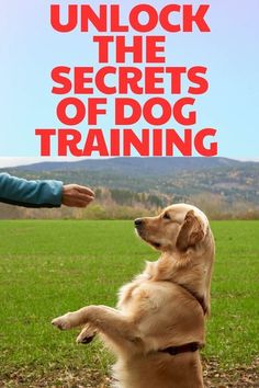 Boost Your Bond with Brain Training: Dogs Love It! Dog Clicker Training, Easiest Dogs To Train, Dog Potty Training, Dog Potty, Dog Brain, Dog Training Techniques, Best Dog Training, Dog Hacks, Dog Agility