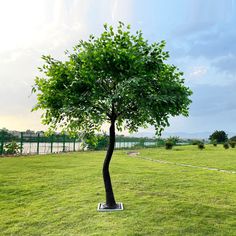 a small tree is in the middle of a grassy field