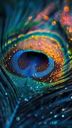 a peacock's tail with water droplets on it and the feathers are multicolored