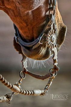 a close up of a horse's head and bridle with the words western horsereview on it