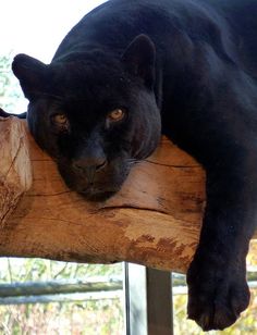 a large black cat laying on top of a wooden log