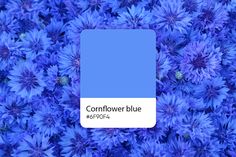 blue flowers with the words connflower blue in white on it's bottom corner