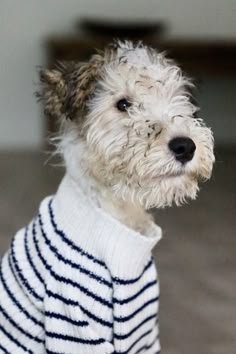 a small dog wearing a sweater looking at the camera