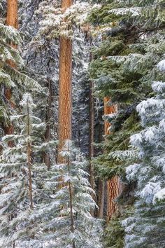 snow covered trees in the middle of a forest