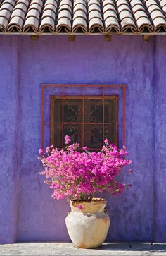 a potted plant with purple flowers sitting in front of a window on the side of a building