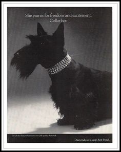 a black dog wearing a diamond collar on it's neck with the words, she years for free - form and excitement collar her