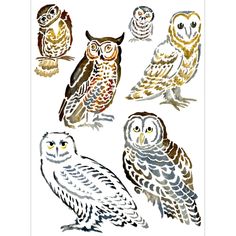 an image of owls in different colors